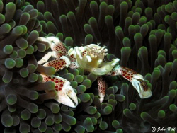 Porcelain anenome crab.  Was tucked under one side of the... by John Hill 